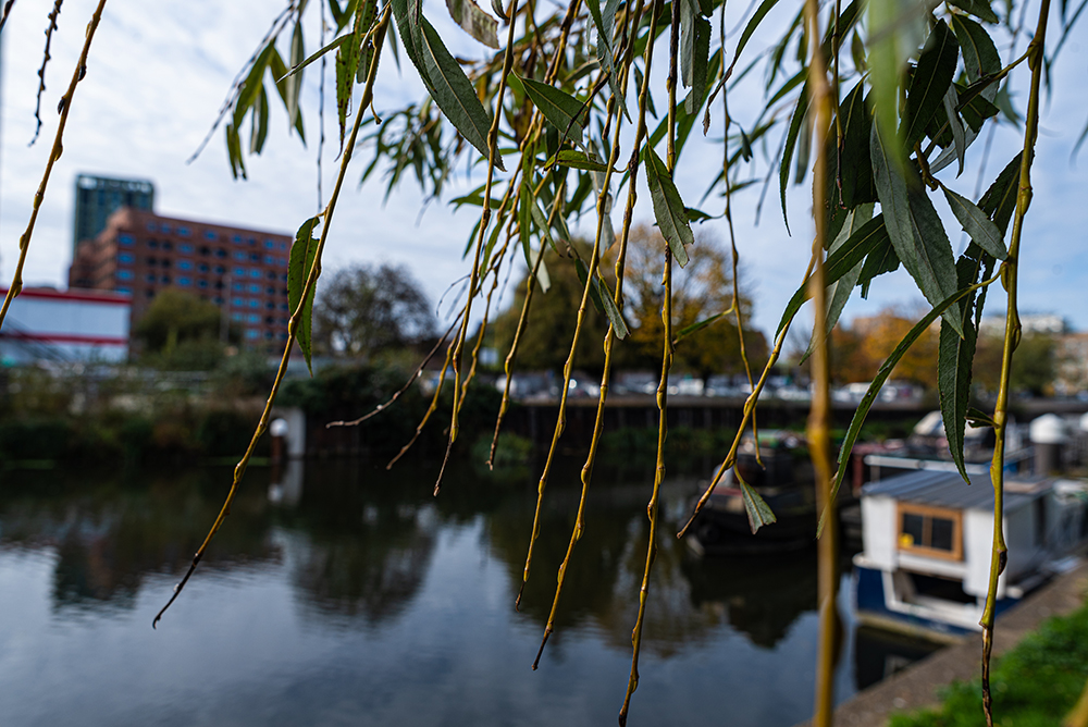 Branches, River, Nikon D750 24mm
